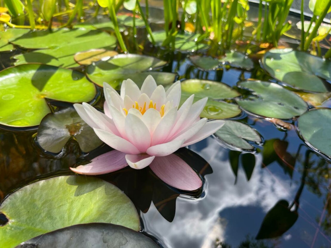 Сад Шевченко, несмотря на войну, весь в цветах (видео)