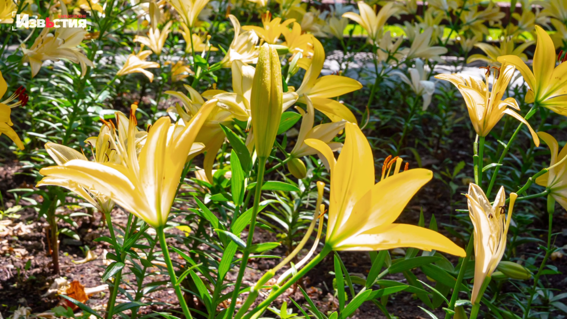 У саду Шевченка розцвіли лілії, які подарувала харків'янам мешканка Дніпра