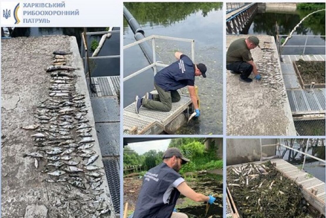 Мертва риба в річці Уди: підозрюють отруєння 