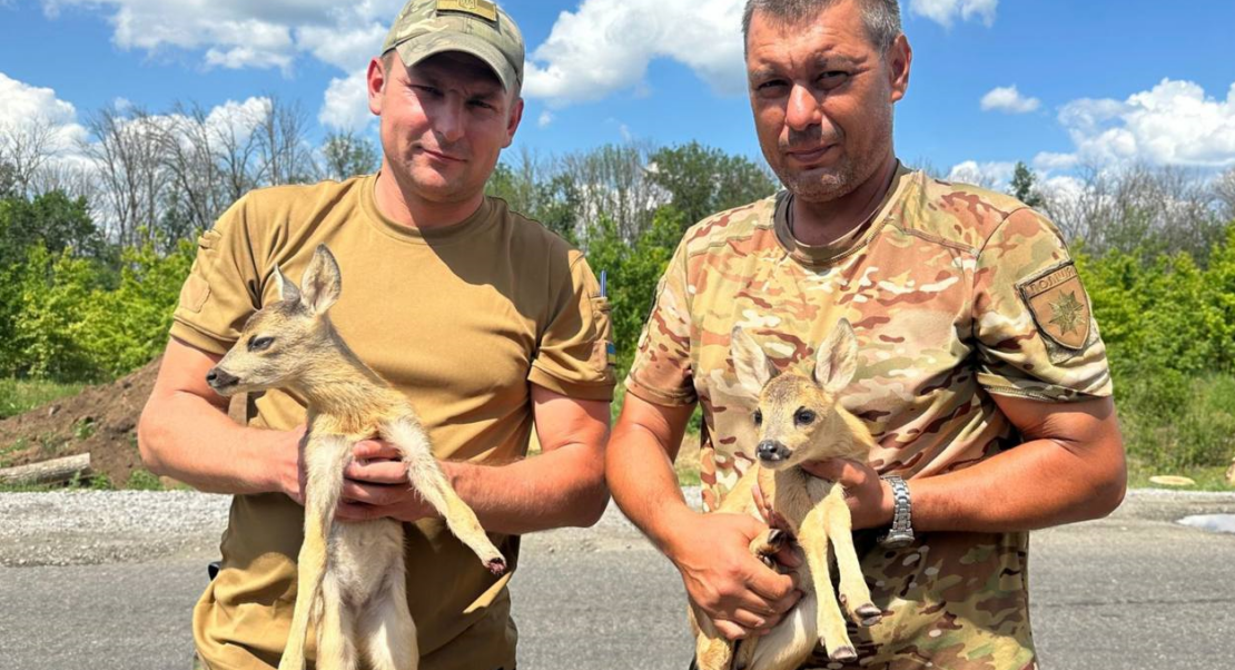 До харківського екопарку передали косуль з Купʼянського району