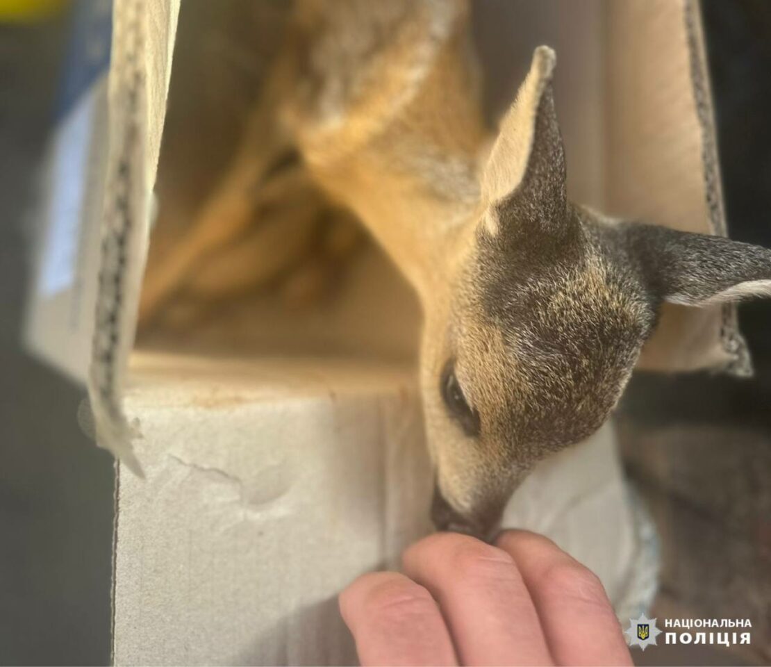 До харківського екопарку передали косуль з Купʼянського району