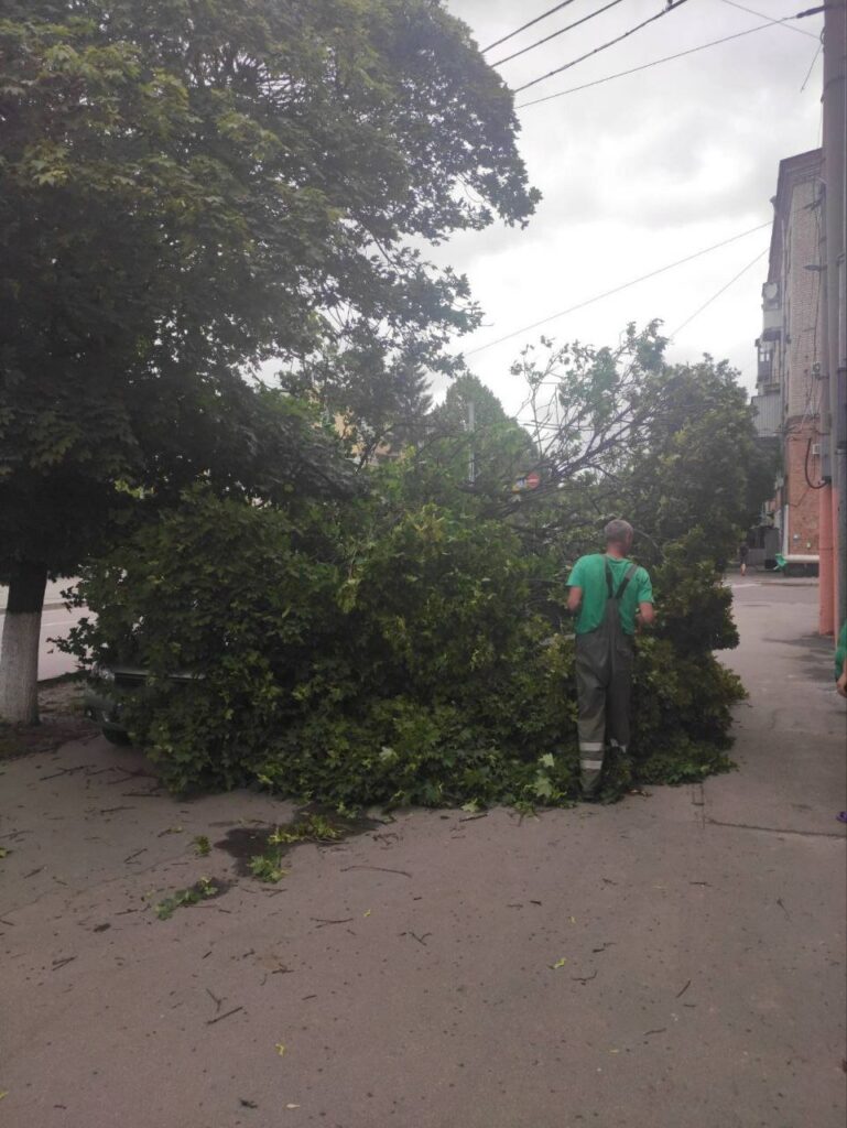 Шквальний вітер повалив у Харкові дерева (фото)