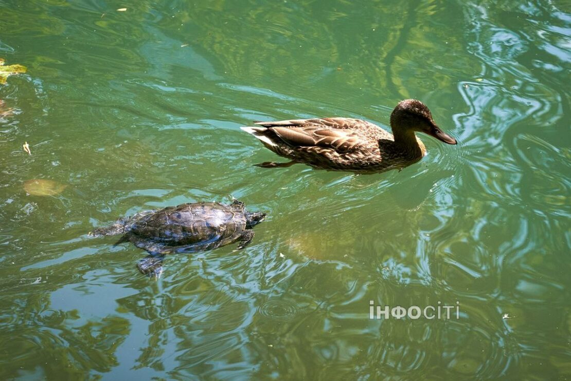 Харків'яни рятуються від спеки у міських парках (фото)