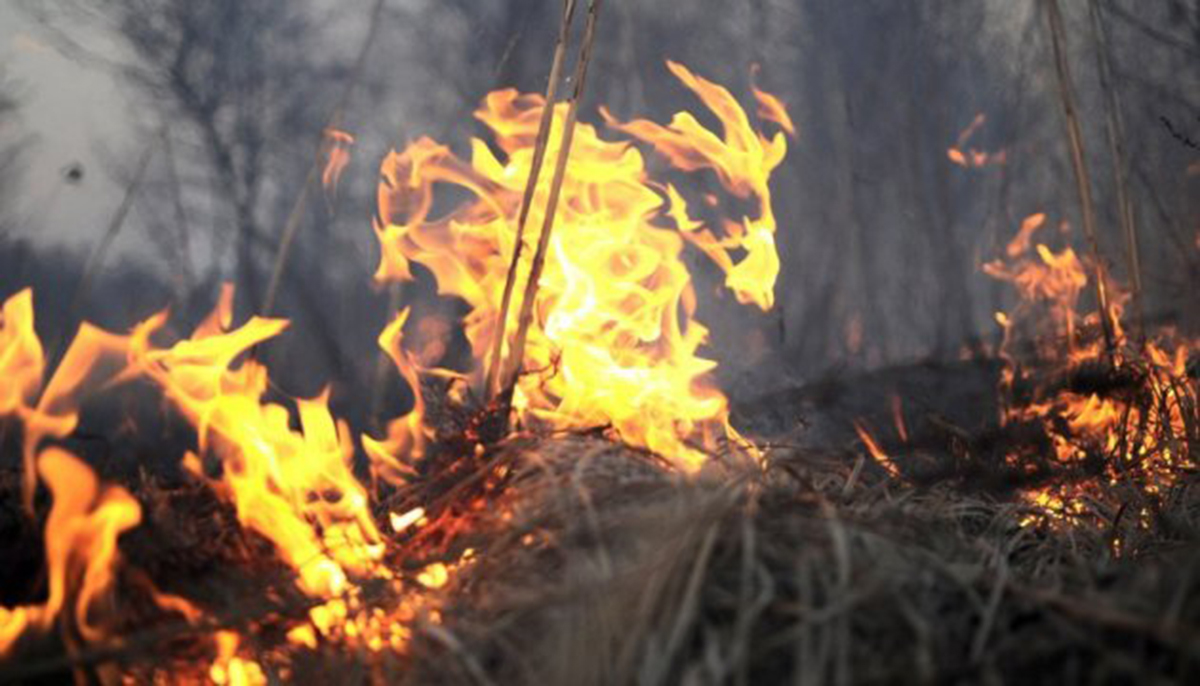 На Харківщиніі триває ліквідація двох лісових пожеж