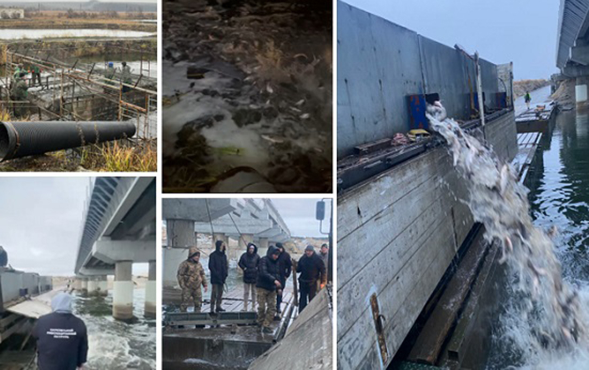 На Харківщині зарибили Печенізьке водосховище