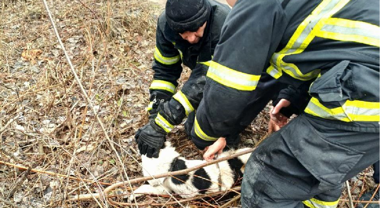 На Харківщині собака впала у колодязь. На допомогу прийшли надзвичайники (відео)