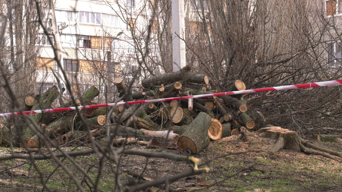 Сотні аварійних дерев по всьому місту: хто і як вирішує їхню долю?