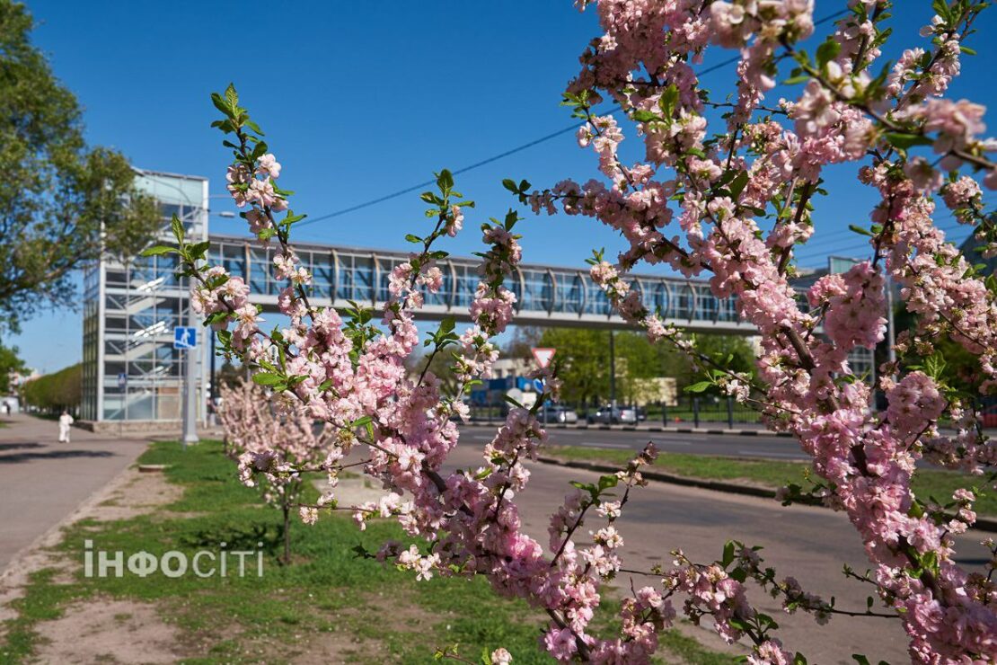 У Харкові квітнуть сакури (фото)