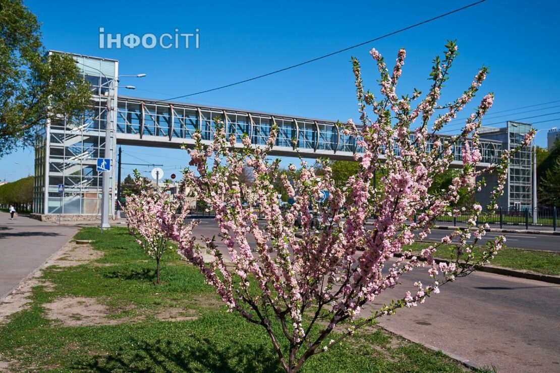 У Харкові квітнуть сакури (фото)