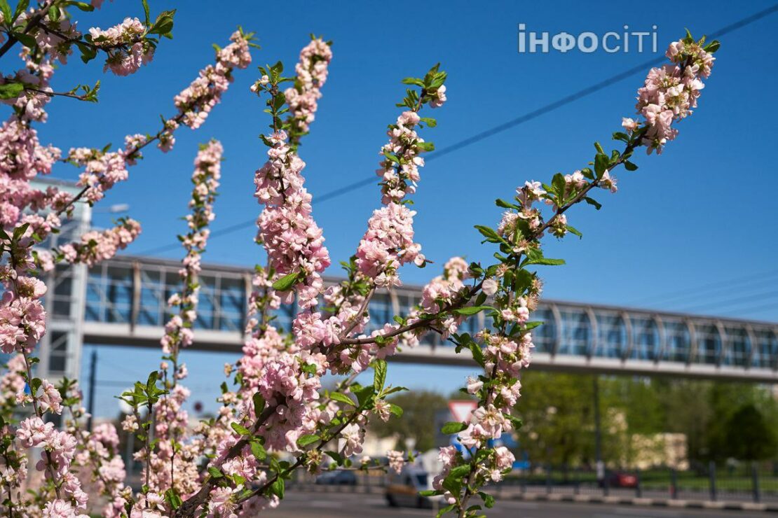 У Харкові квітнуть сакури (фото)