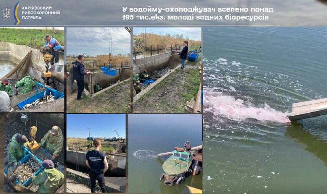 На Харківщині зарибили водойму-охолоджувач Зміївської ТЕС