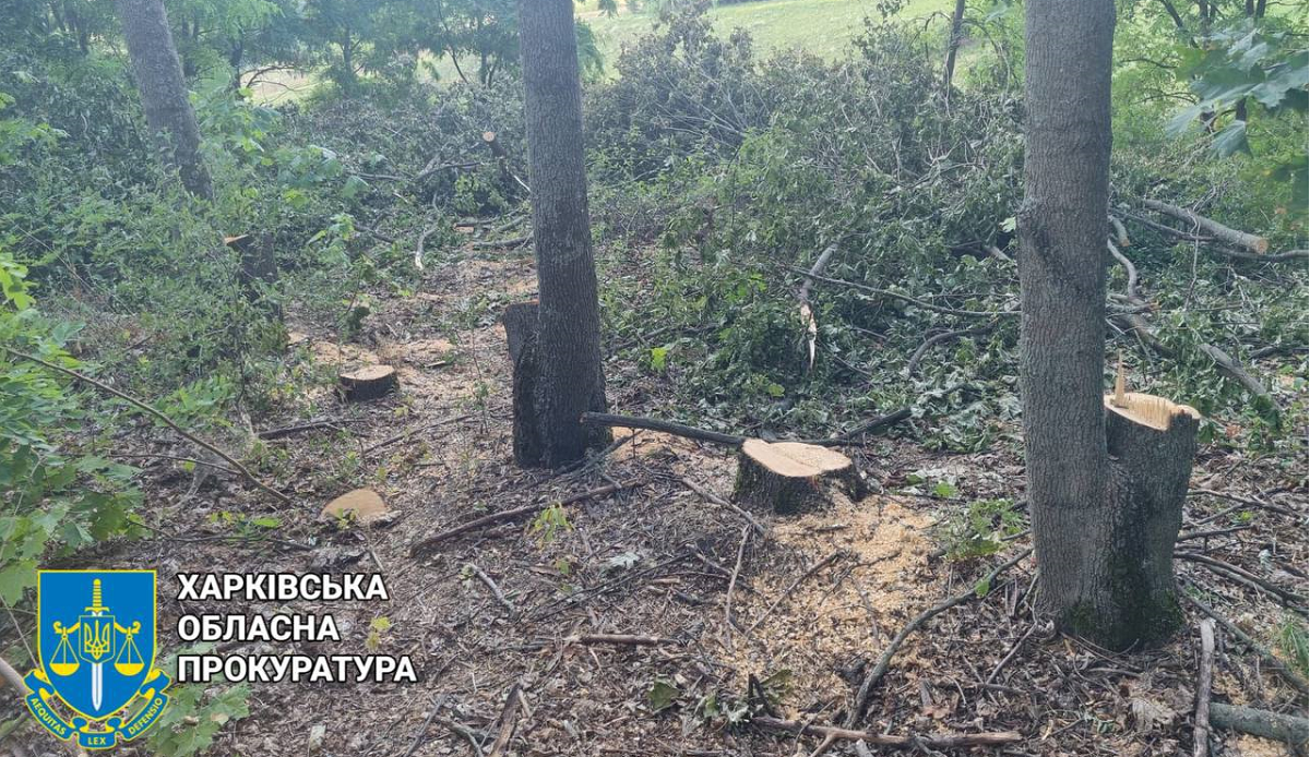 Вирубали дерев майже на 1,6 млн грн: на Харківщині судитимуть злочинну групу