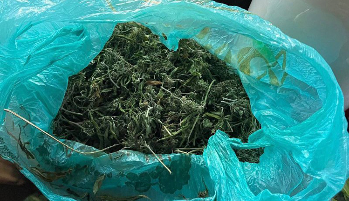 Двоє харків'ян організували бізнес на збуті канабісу