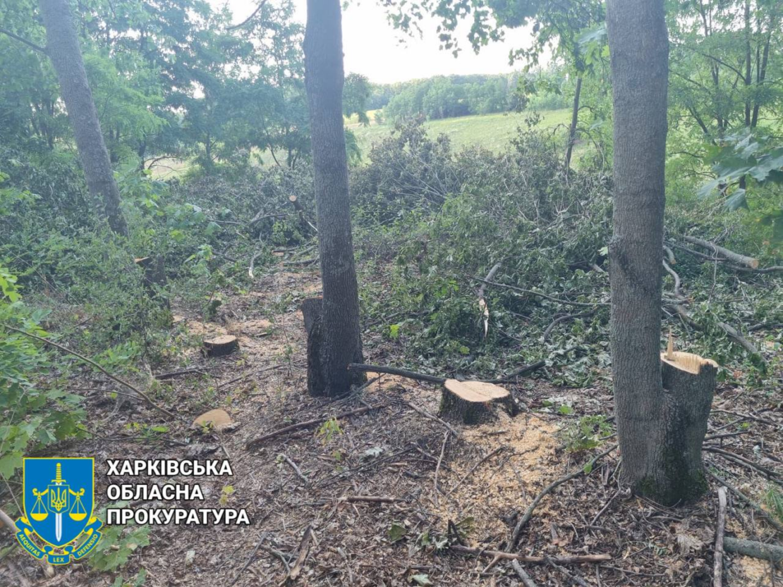 На Богодухівщині чорні лісоруби завдали збитків на 1,6 млн. гривень