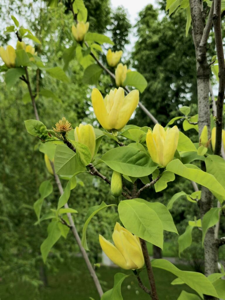 У Центральному парку розквітла жовта магнолія (фото)