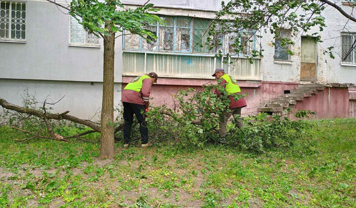 У Харкові сильний вітер повалив дерева: є постраждала