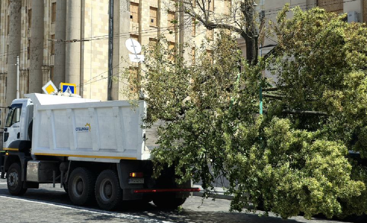 У Харкові вперше пересадили велику липу з вулиці Сумської (фото)