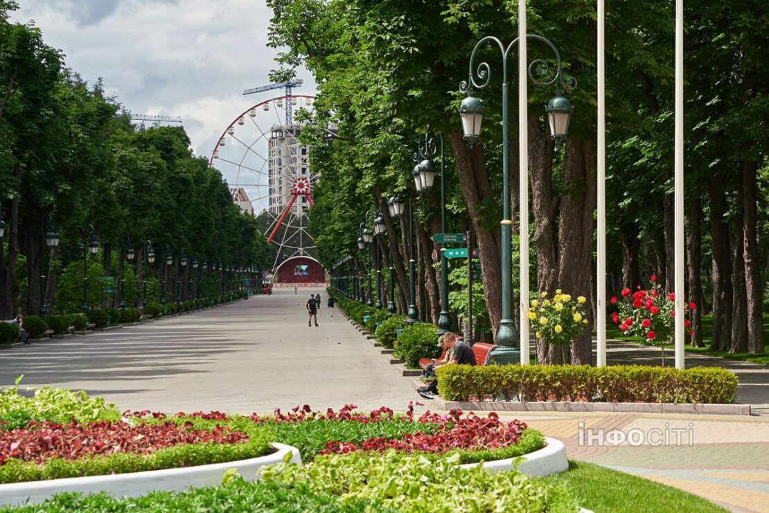 У Харкові цвіте ліріодендрон — тюльпанове дерево (фото)