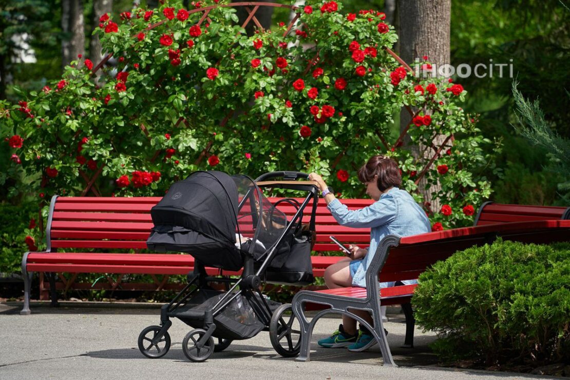 У Харкові цвіте ліріодендрон — тюльпанове дерево (фото)