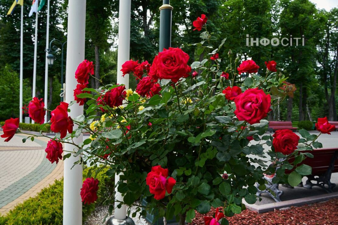 У Харкові цвіте ліріодендрон — тюльпанове дерево (фото)