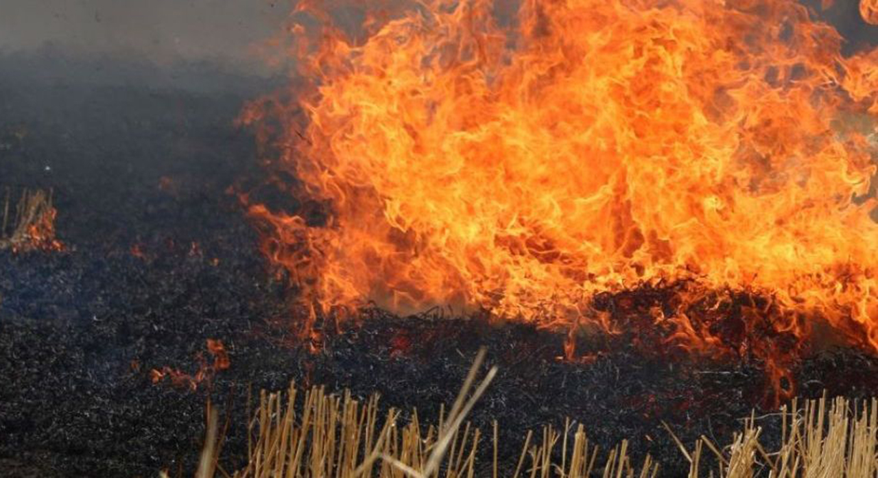 На Харківщині сталося понад 180 пожеж в екосистемах