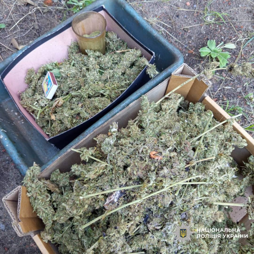 Поліція Харківщини вилучила понад 1,7 тис. кущів коноплі у межах операції «Канабіс»
