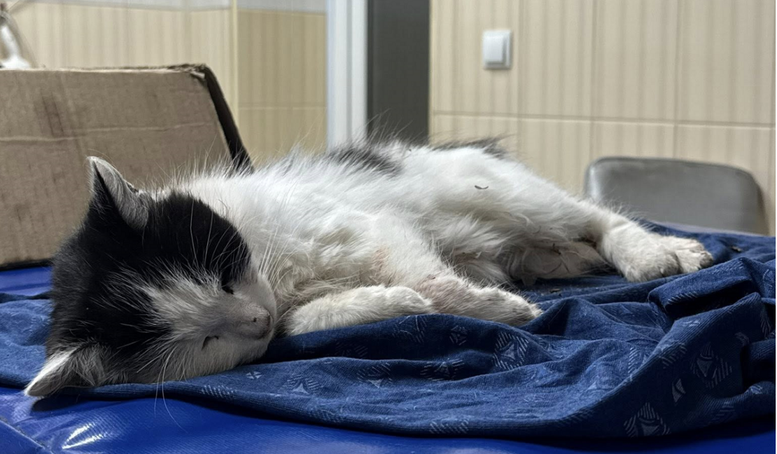 Харків'ян попереджають про випадки отруєння котів у дворах