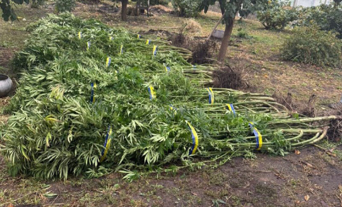 Житель Харківщини вирощував коноплі на власному подвір'ї 
