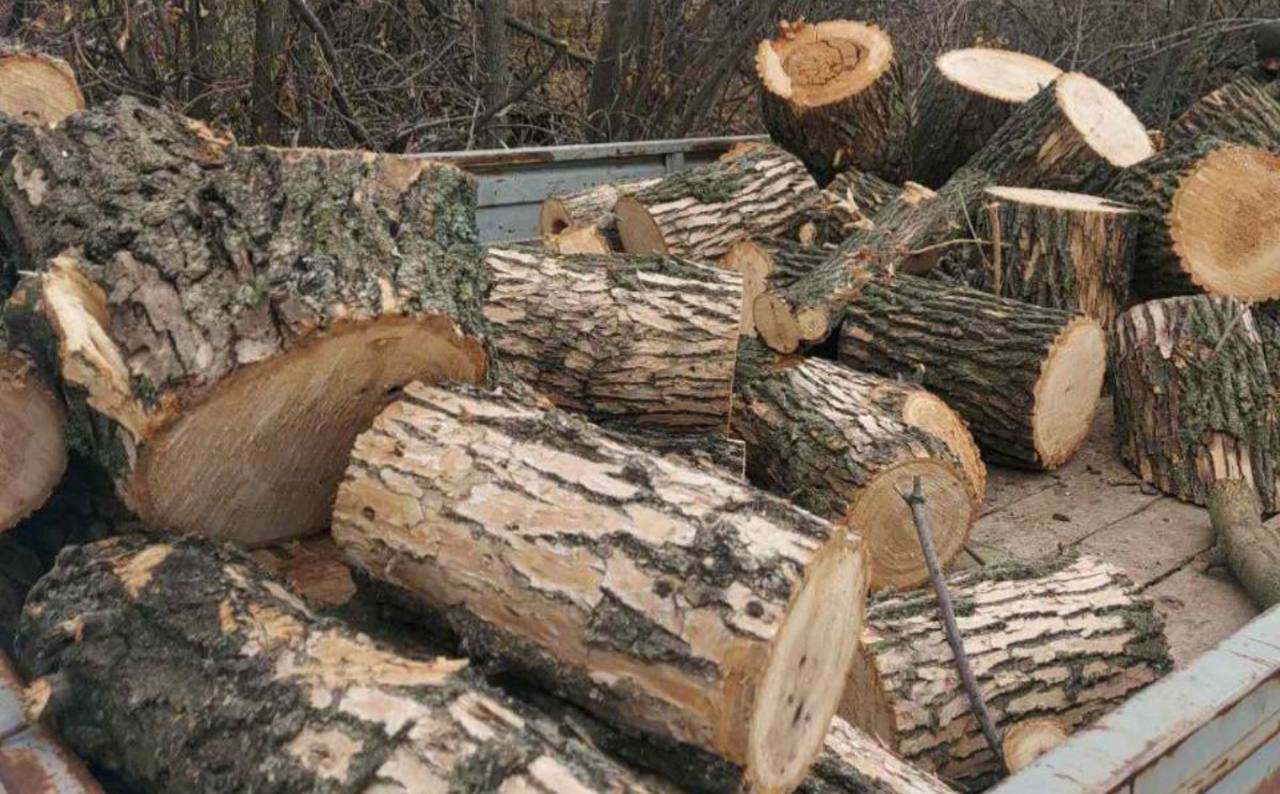На Харківщині судитимуть «чорного лісоруба»