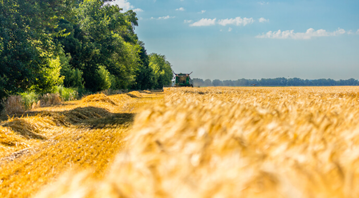 Українські аграрії зібрали понад 34,7 млн тонн зерна
