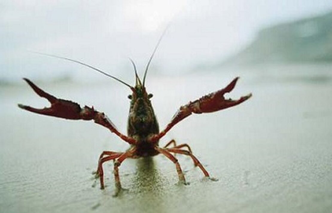 З 1 грудня на Харківщині стартує заборона на вилов раків