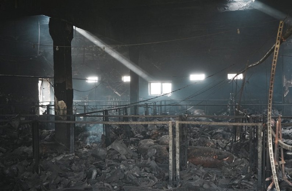 Екологи порахували збитки після атаки рф на свиноферму на Харківщині