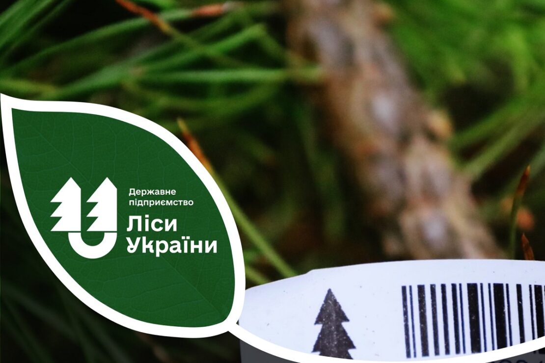 Ціни на новорічні ялинки цьогоріч стартують від 135 грн