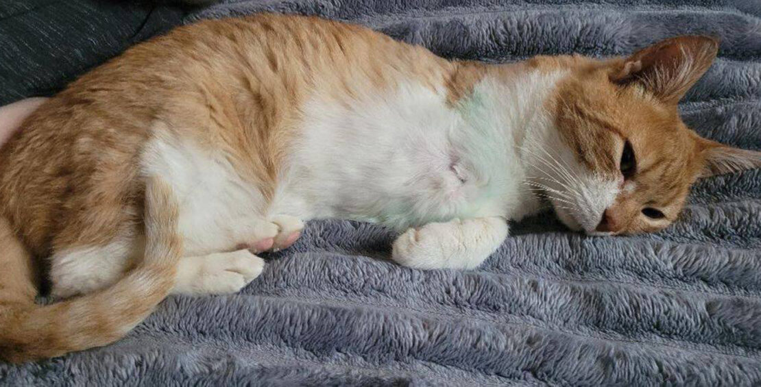 Харківський притулок прихистив 50 тварин, травмованих у ДТП