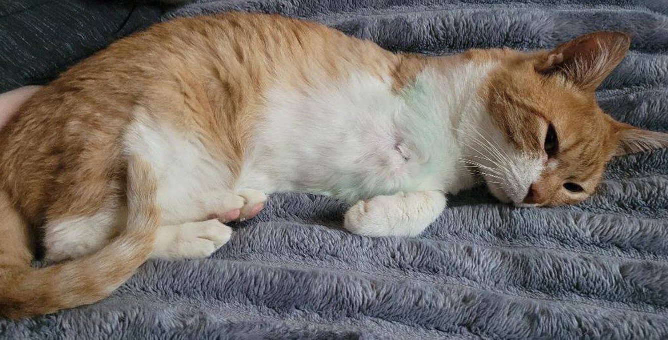 Харківський притулок прихистив 50 тварин, травмованих у ДТП