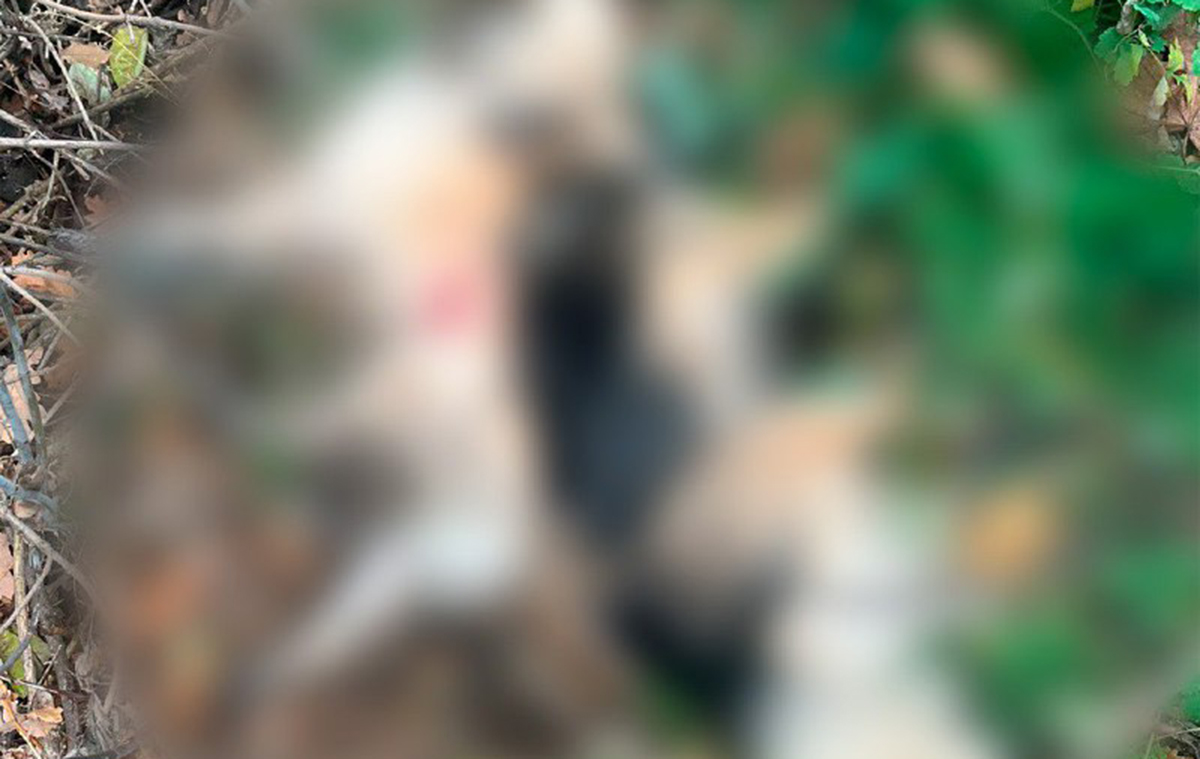 На Харківщині пенсіонер застрелив двох тварин