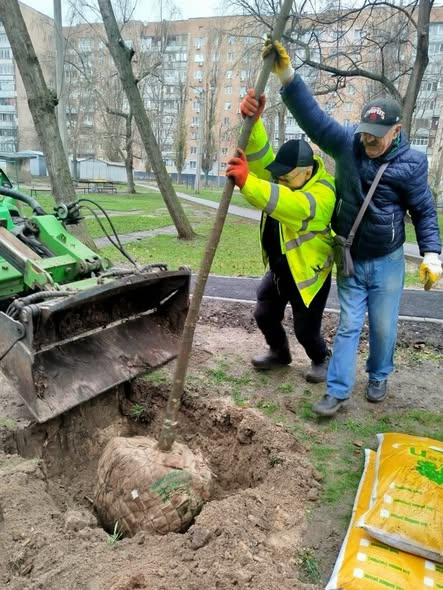 У Новобаварському районі Харкова висадили клени (фото)