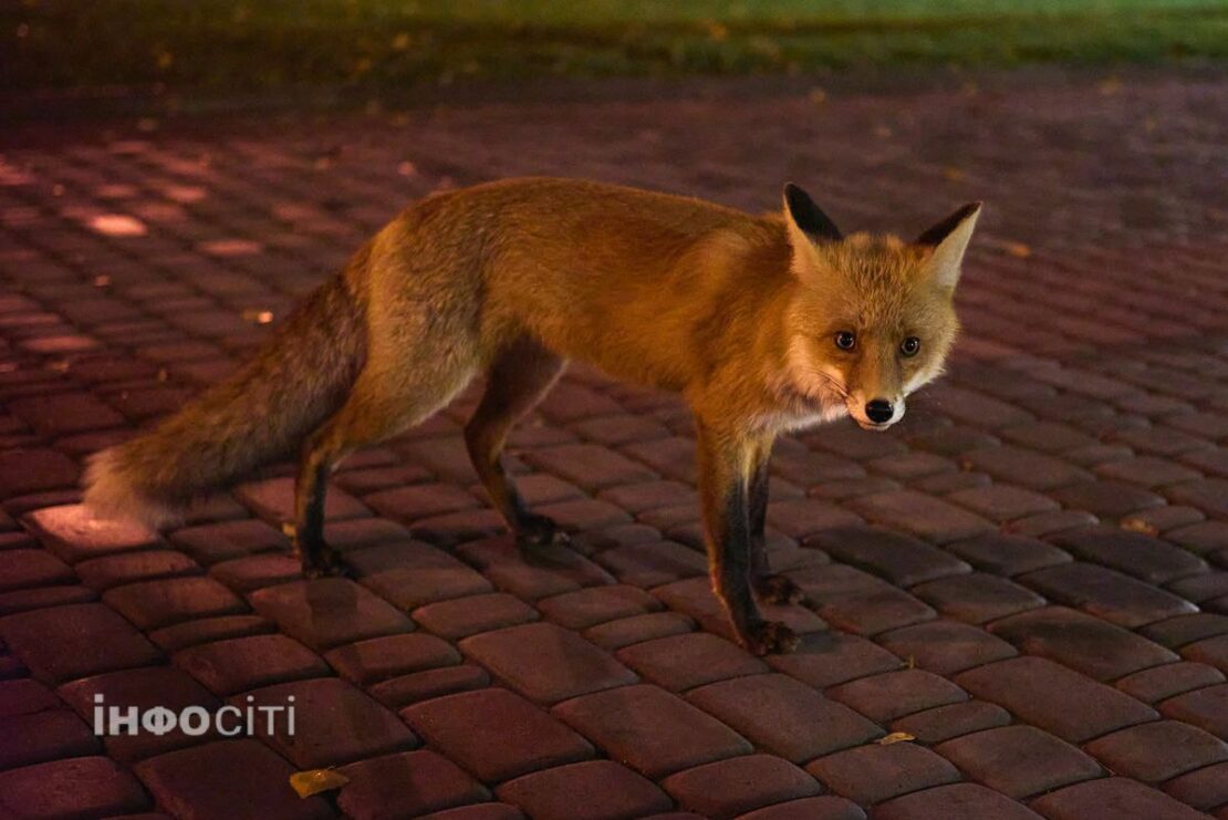 У середмісті Харкова бігала лисиця (фото)