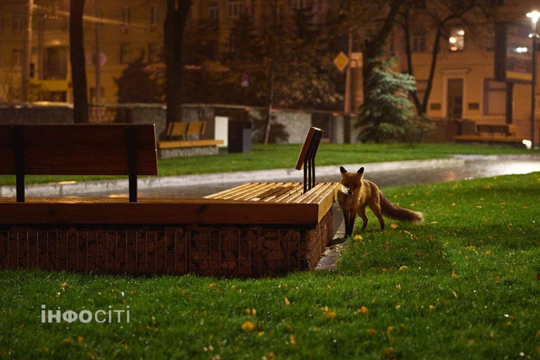 У середмісті Харкова бігала лисиця (фото)