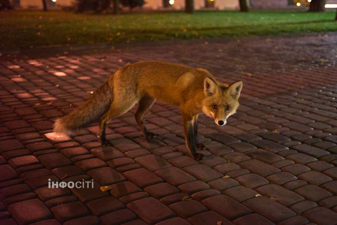 У середмісті Харкова бігала лисиця (фото)
