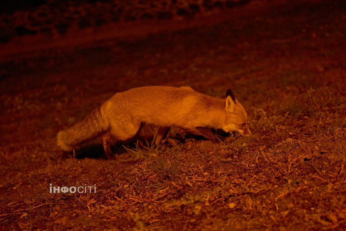 У середмісті Харкова бігала лисиця (фото)