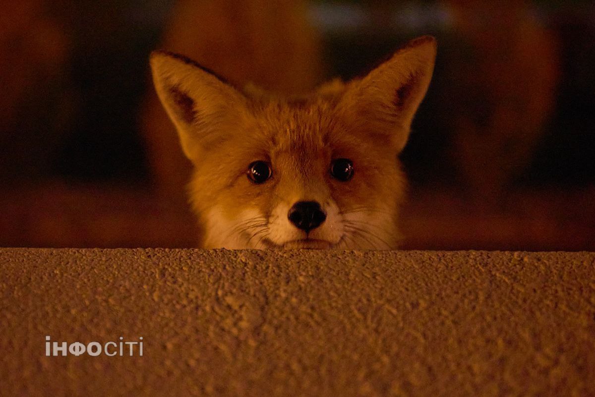 У середмісті Харкова бігала лисиця (фото)