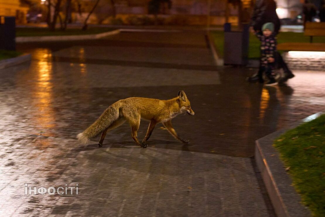 У середмісті Харкова бігала лисиця (фото)