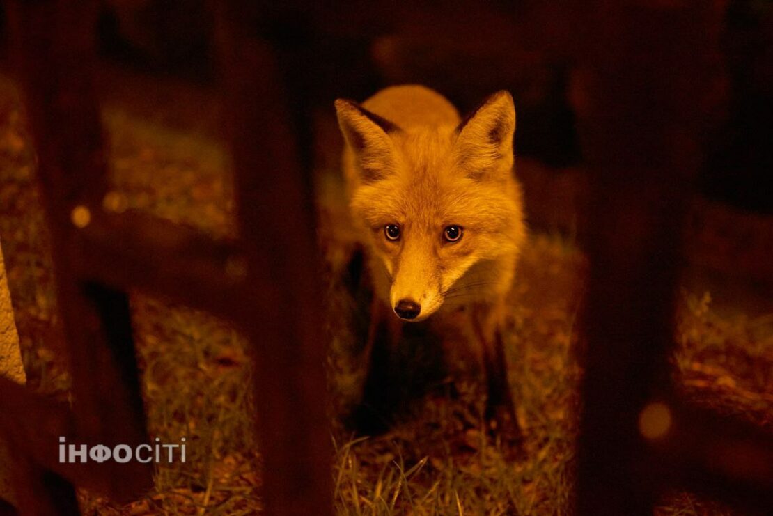 У середмісті Харкова бігала лисиця (фото)