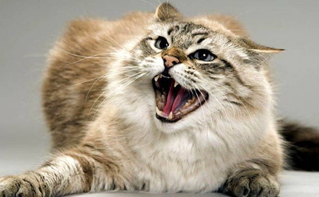 У селищі Васищеве скажена кішка напала на своїх господарів