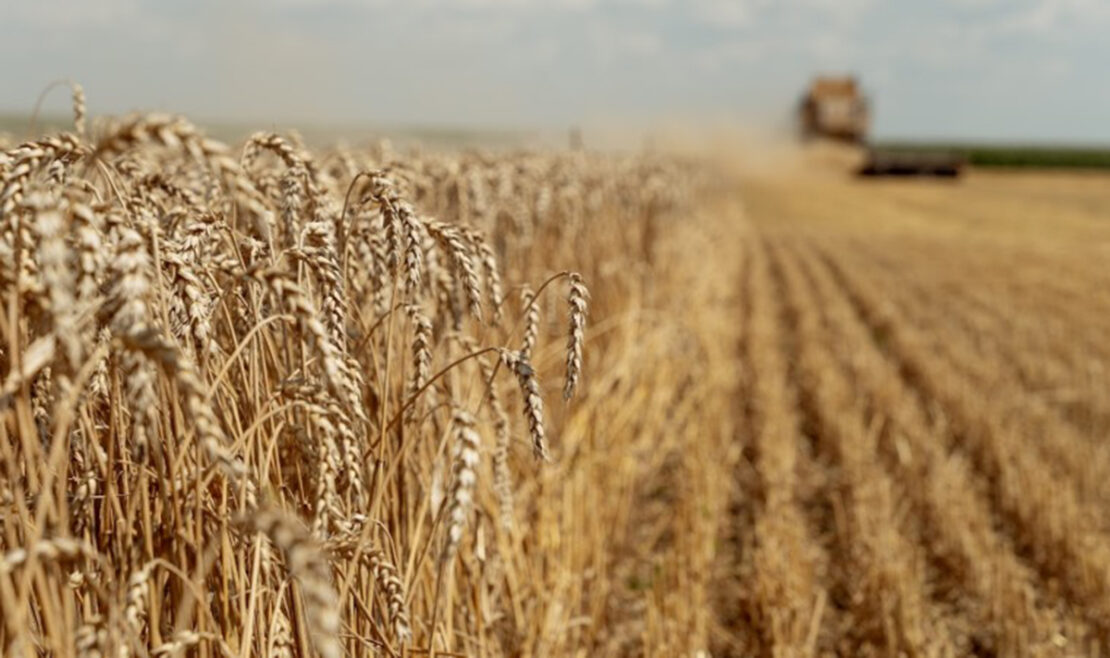 В Україні зібрали близько 48 млн тонн зерна