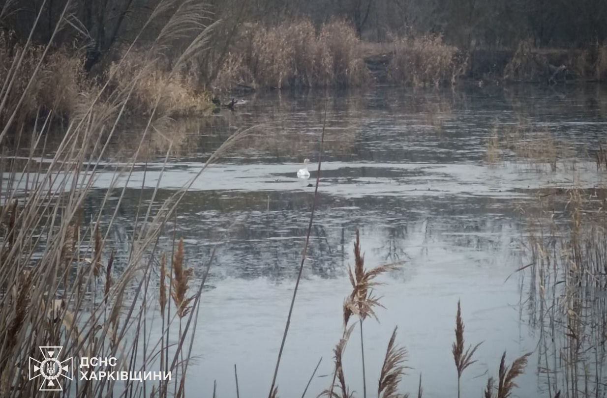 На Харківщині надзвичайники врятували лебедя