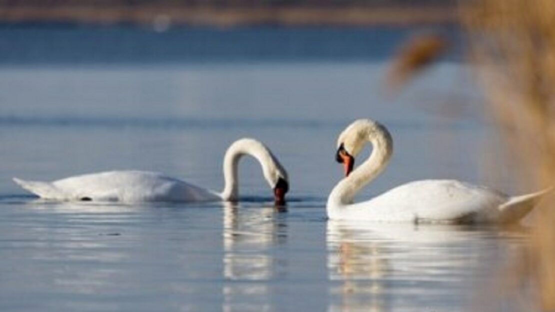 У місті Чугуїв надзвичайники врятували двох лебедів (відео)