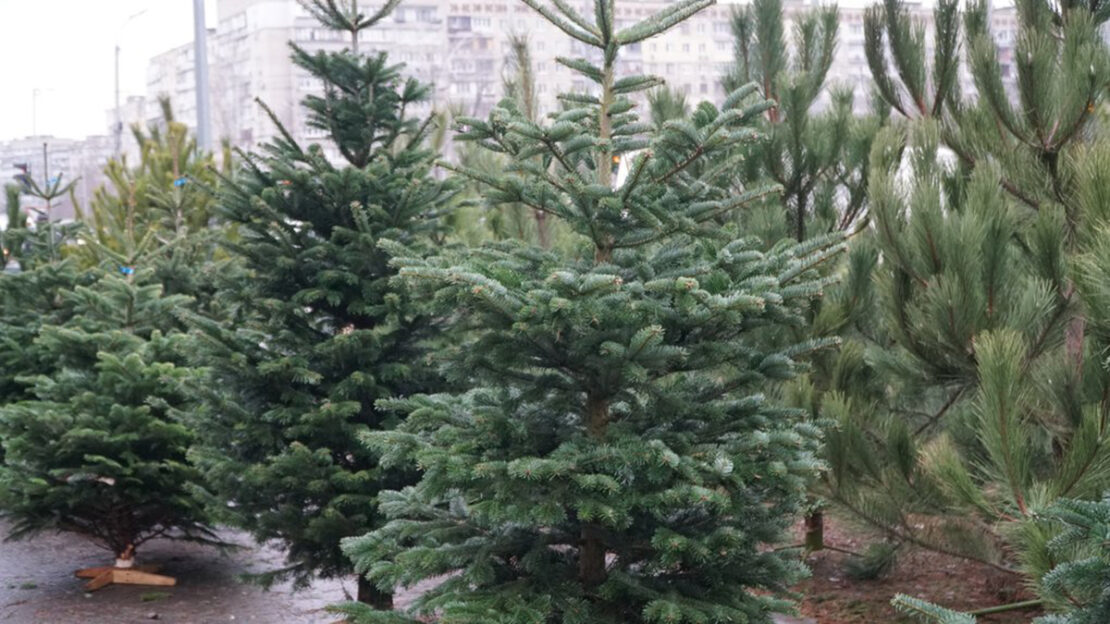 Поліція Харківщини проводить рейди на місцях продажу ялинок