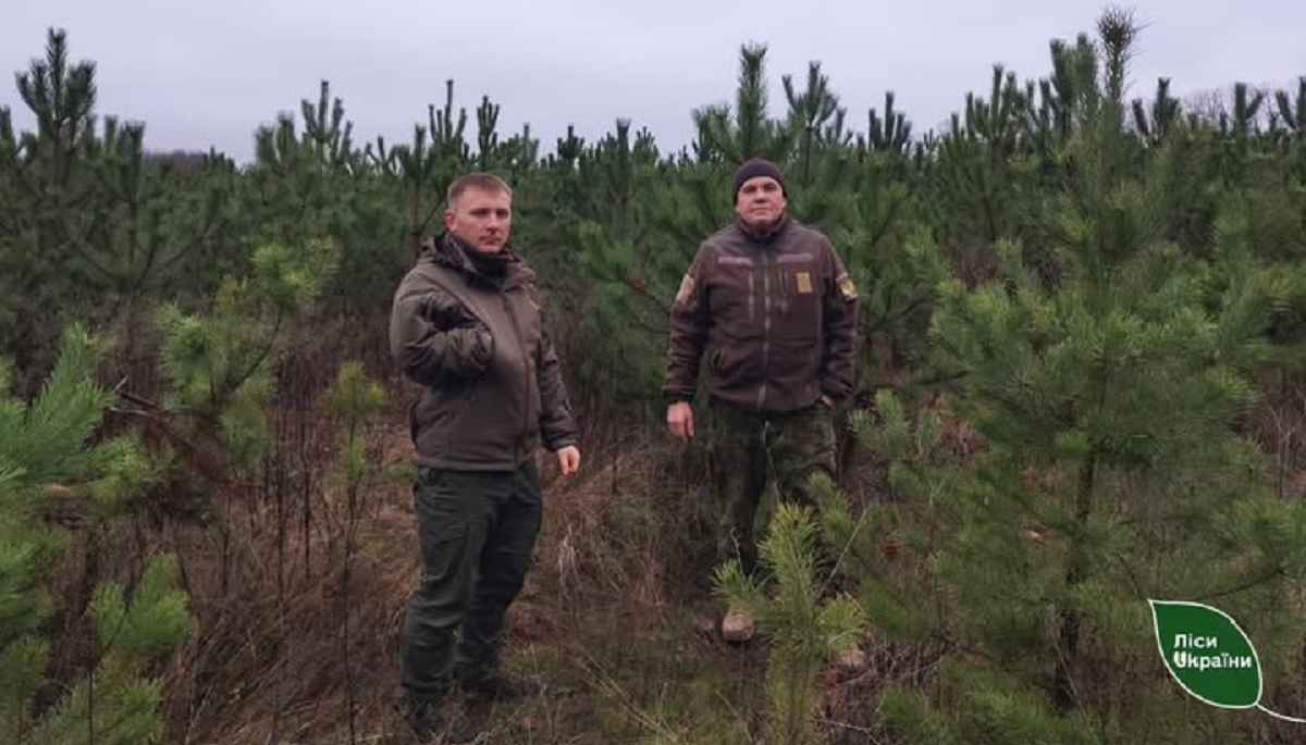 Де купити ялинку від лісівників у Харківській області